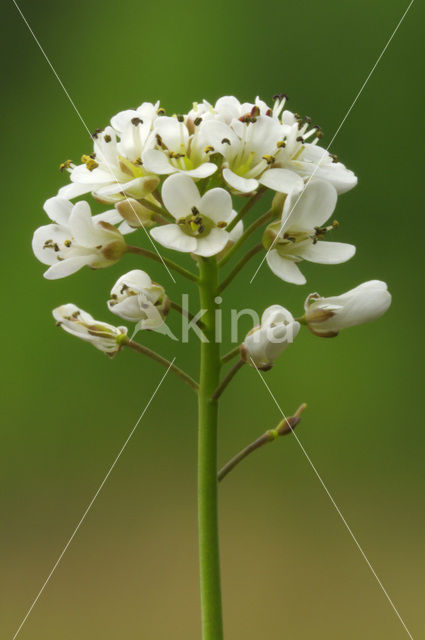 Zinkboerenkers (Thlaspi caerulescens)