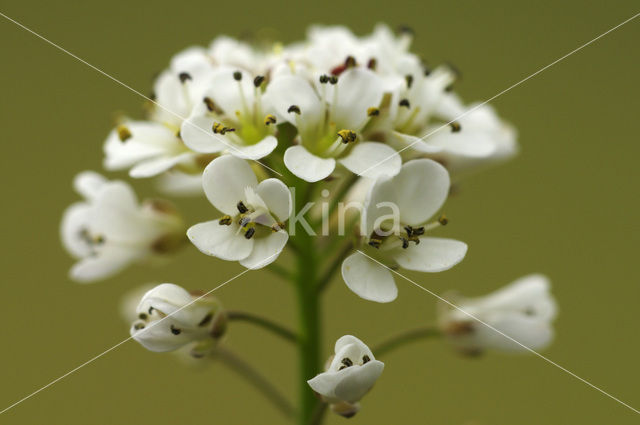 Alpine Pennycress (Thlaspi caerulescens)