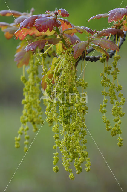 Zomereik (Quercus robur)