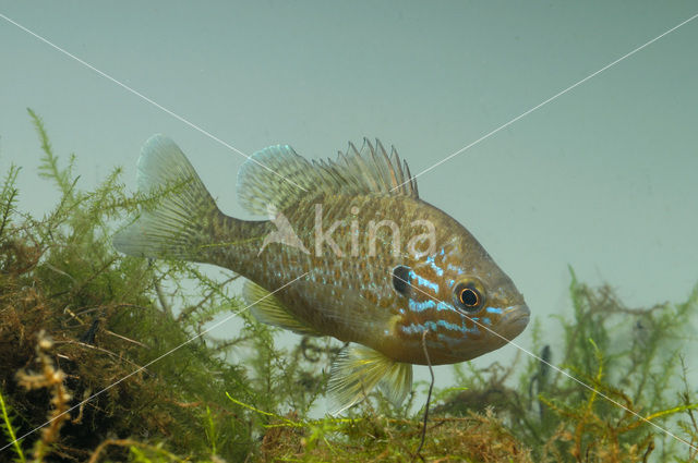 Zonnebaars (Lepomis gibbosus)