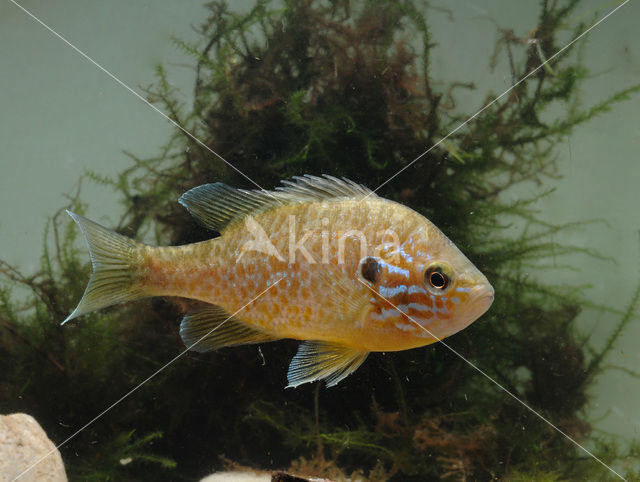 Pumpkinseed Sunfish (Lepomis gibbosus)