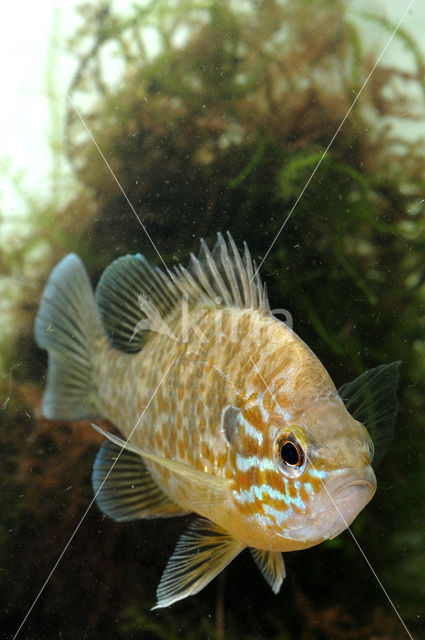 Zonnebaars (Lepomis gibbosus)