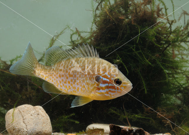 Pumpkinseed Sunfish (Lepomis gibbosus)