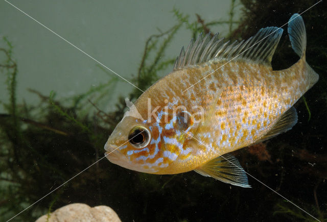 Zonnebaars (Lepomis gibbosus)