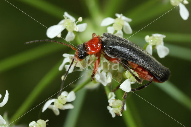 soldier beetle (Cantharis pellucida)