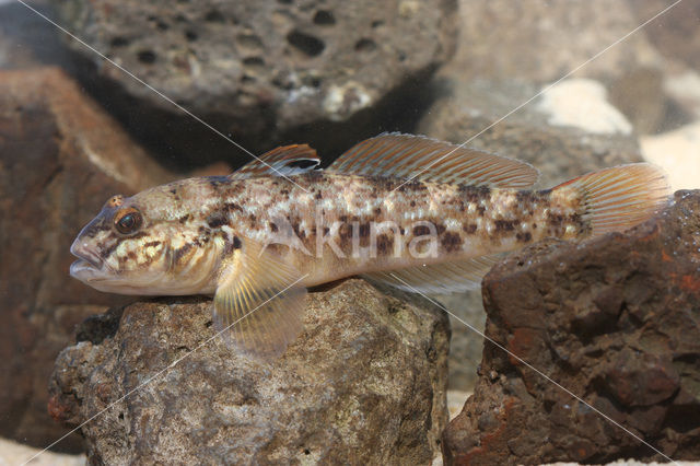 Zwartbekgrondel (Neogobius melanostomus)