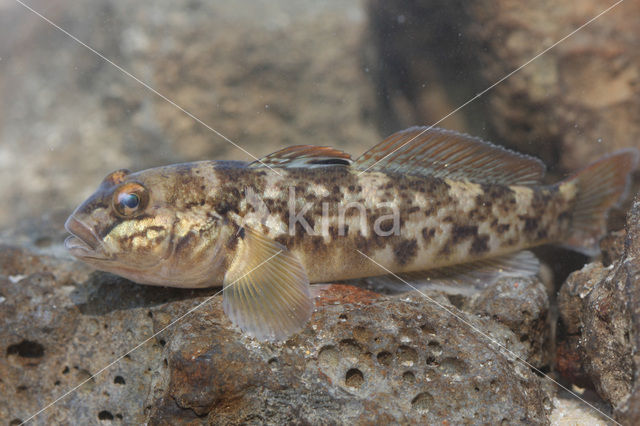 Zwartbekgrondel (Neogobius melanostomus)