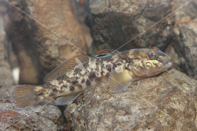 Zwartbekgrondel (Neogobius melanostomus)