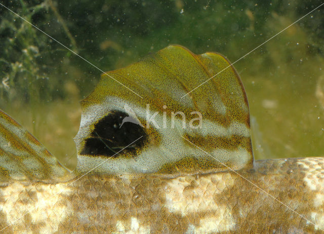 round goby (Neogobius melanostomus)