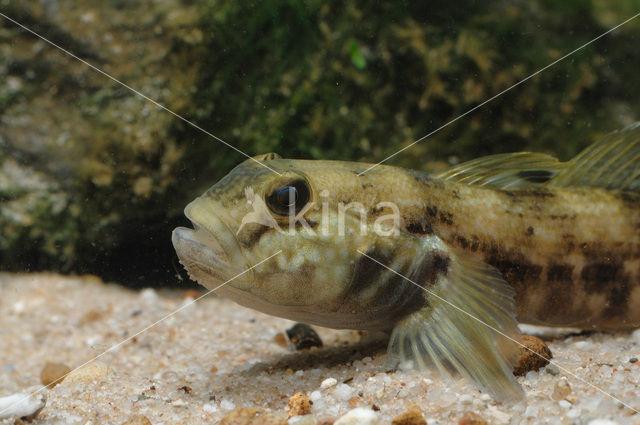 round goby (Neogobius melanostomus)