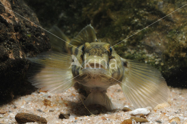 Zwartbekgrondel (Neogobius melanostomus)