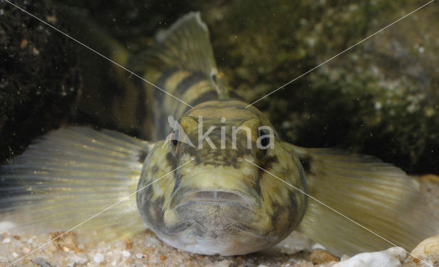 round goby (Neogobius melanostomus)