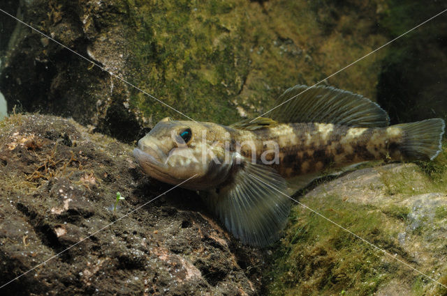 Zwartbekgrondel (Neogobius melanostomus)