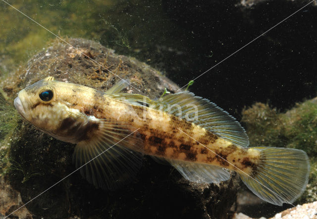 Zwartbekgrondel (Neogobius melanostomus)