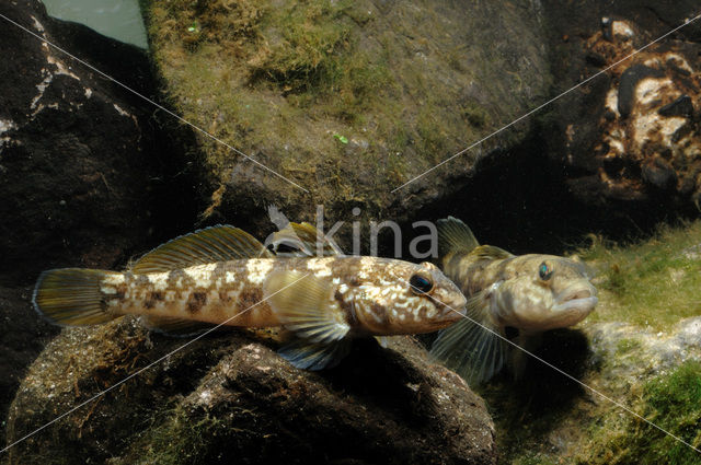 Zwartbekgrondel (Neogobius melanostomus)