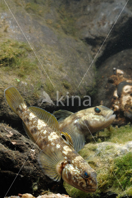 round goby (Neogobius melanostomus)