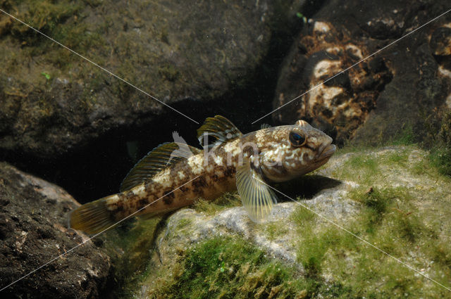 Zwartbekgrondel (Neogobius melanostomus)