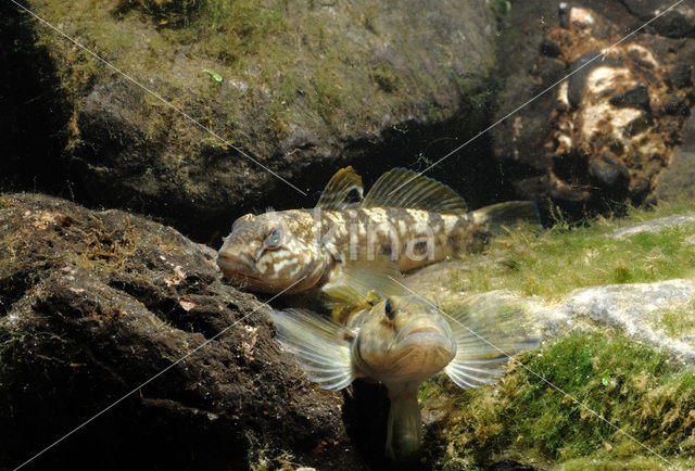 Zwartbekgrondel (Neogobius melanostomus)