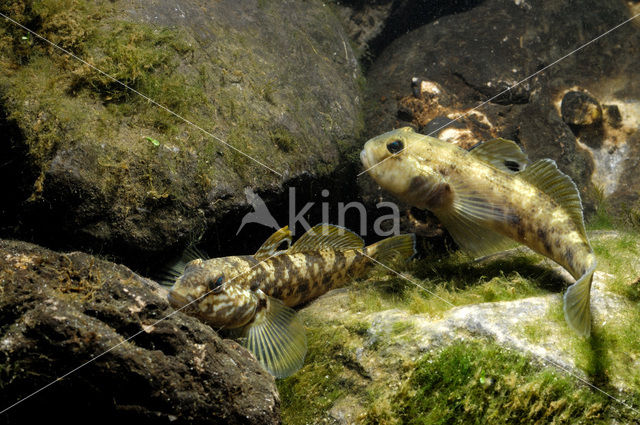 Zwartbekgrondel (Neogobius melanostomus)