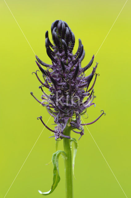 Zwartblauwe rapunzel (Phyteuma spicatum ssp.nigrum)