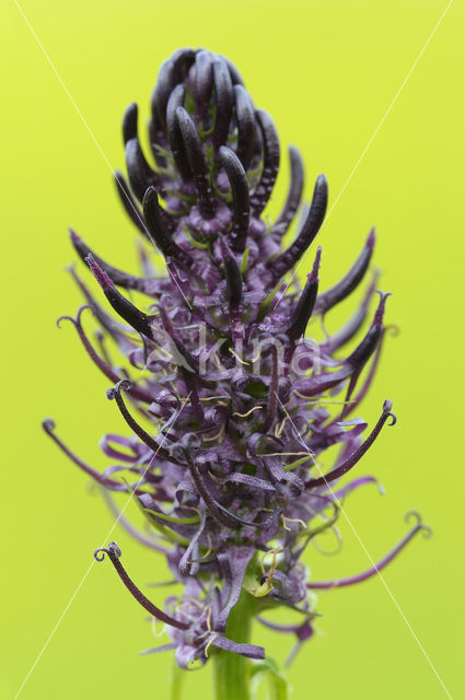Black-horned Rampion (Phyteuma spicatum ssp.nigrum)
