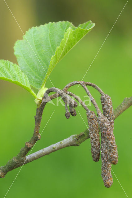 Zwarte els (Alnus glutinosa)