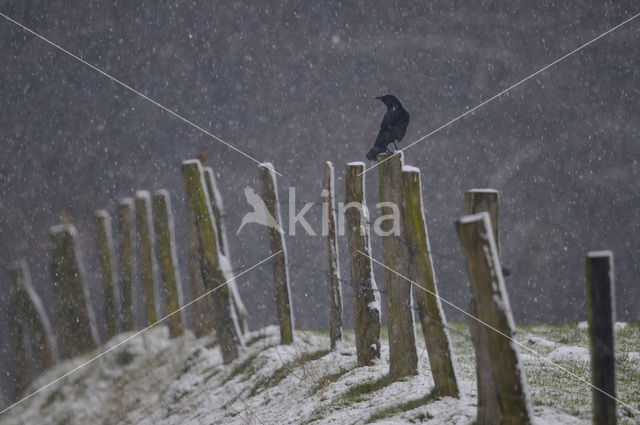 Zwarte Kraai (Corvus corone)