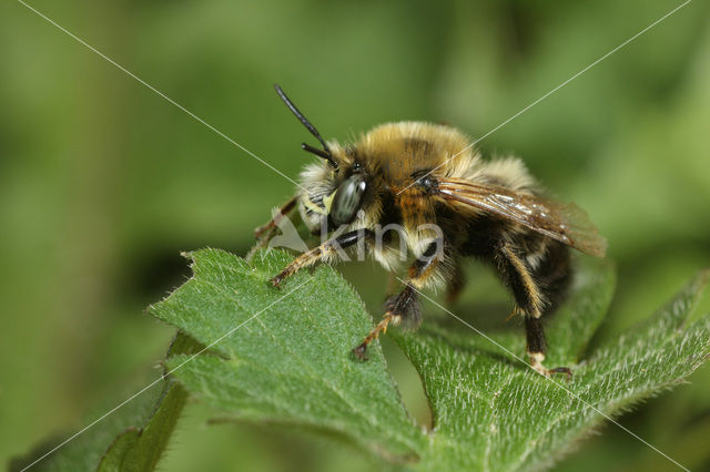 Zwarte sachembij (Anthophora retusa)