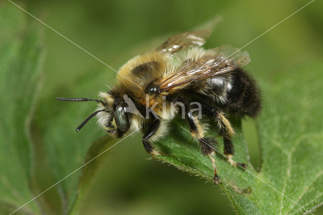 Zwarte sachembij (Anthophora retusa)