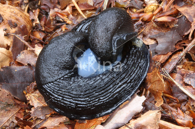 Zwarte Wegslak (Arion ater)