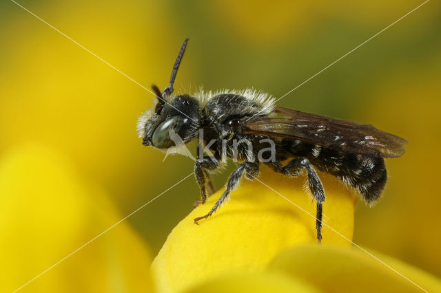 Zwartgespoorde houtmetselbij (Osmia leucomelana)