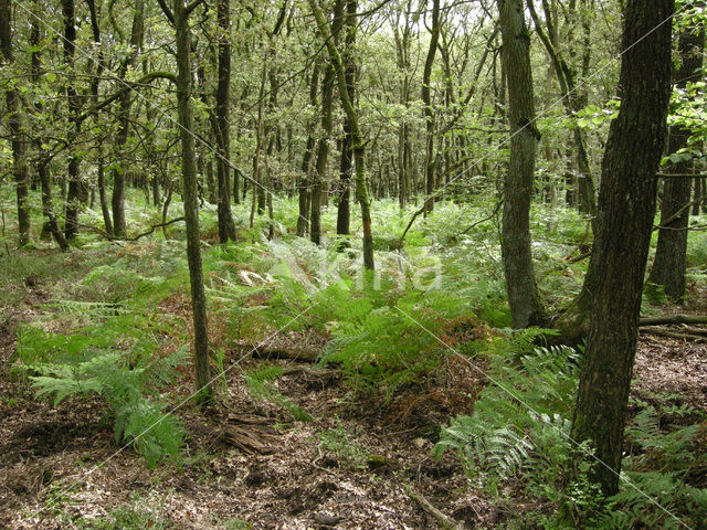 Western brackenfern (Pteridium aquilinum)