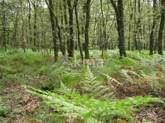 Western brackenfern (Pteridium aquilinum)