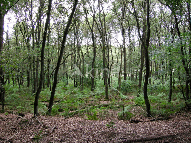 Western brackenfern (Pteridium aquilinum)