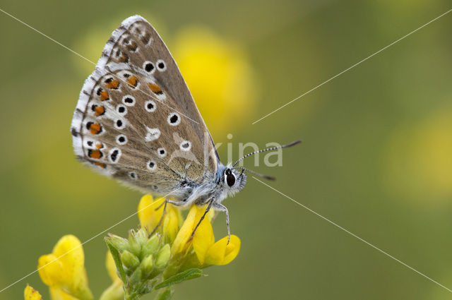 Adonisblauwtje (Polyommatus bellargus)