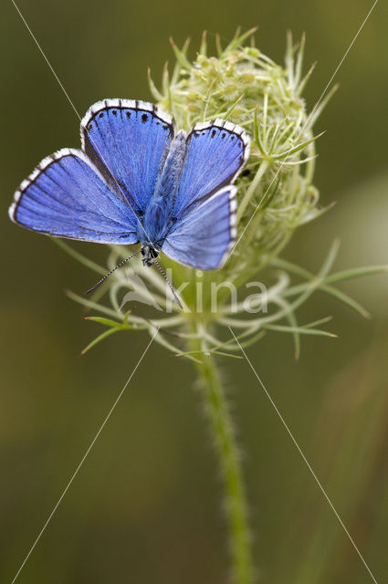 Adonis Blue (Polyommatus bellargus)