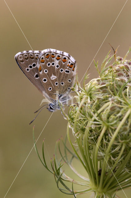 Adonisblauwtje (Polyommatus bellargus)