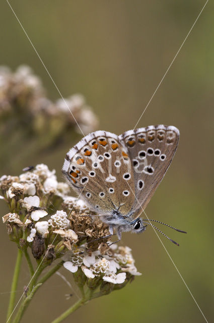 Adonisblauwtje (Polyommatus bellargus)