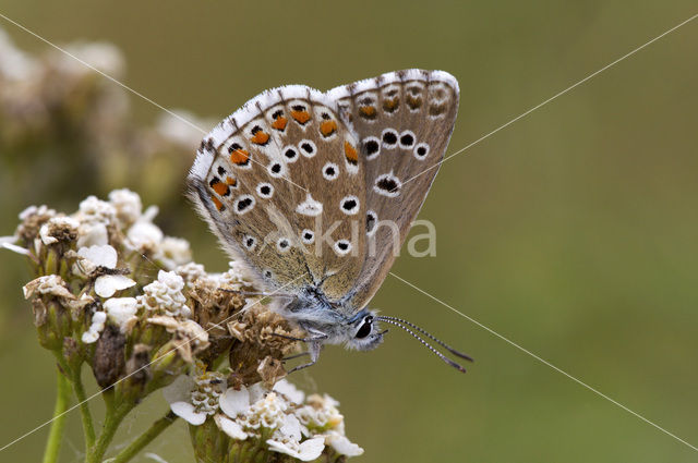 Adonis Blue (Polyommatus bellargus)