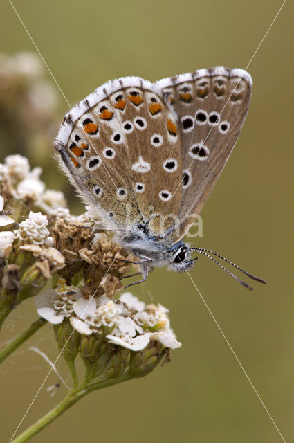 Adonis Blue (Polyommatus bellargus)
