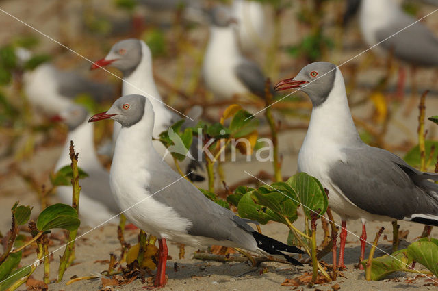African Grey-headed Gull (Larus cirrocephalus poiocephalus)