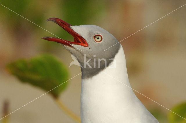 Afrikaanse Grijskopmeeuw (Larus cirrocephalus poiocephalus)