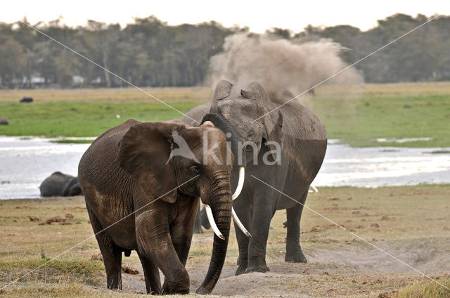 Afrikaanse olifant (Loxodonta africana)