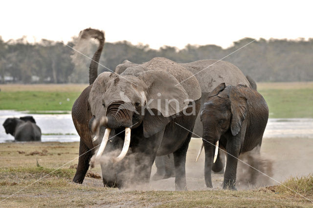 African elephant (Loxodonta africana)