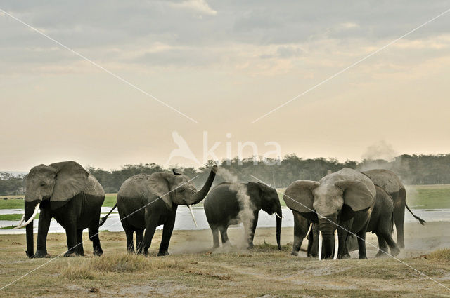 African elephant (Loxodonta africana)