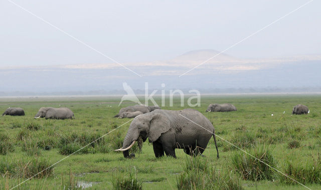 Afrikaanse olifant (Loxodonta africana)