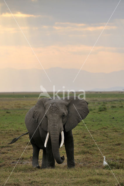 Afrikaanse olifant (Loxodonta africana)