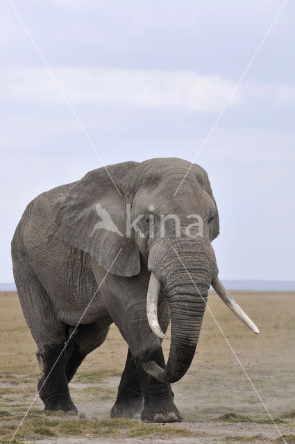 Afrikaanse olifant (Loxodonta africana)