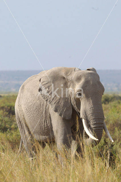 African elephant (Loxodonta africana)