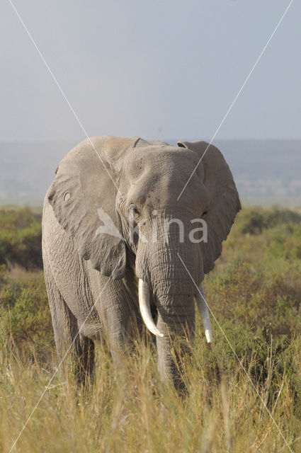 African elephant (Loxodonta africana)